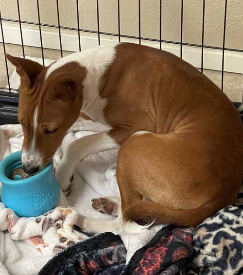 Everett behavior modification specialists in WA near 98258