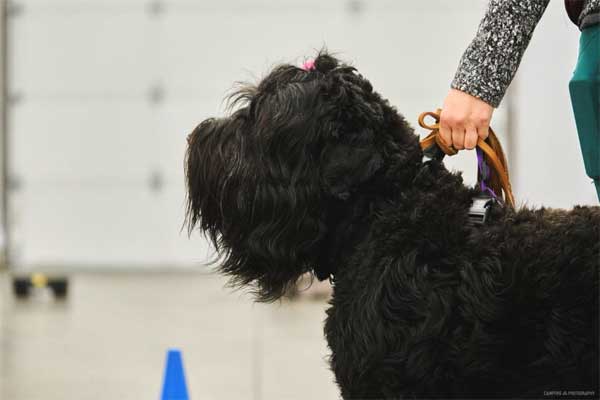 K9 Nose Work Competition Everett WA